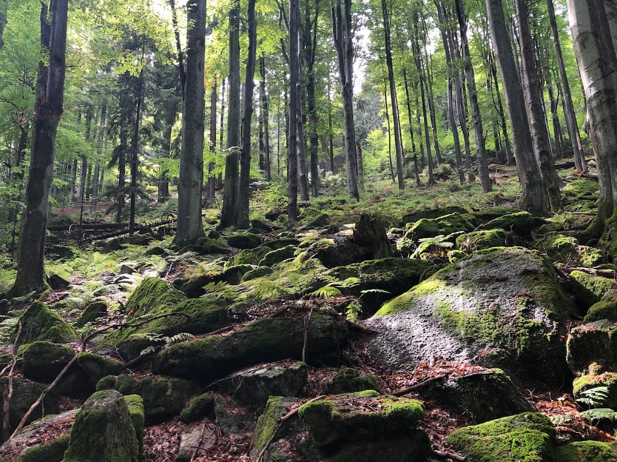 Národní přírodní památka (prales) Hojná Voda – Nationales Naturdenkmal (Urwald) Heilbrunn