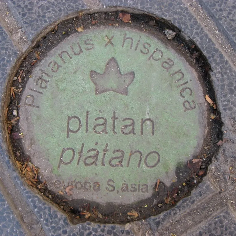 Manhole cover in Barcelona, Spain
